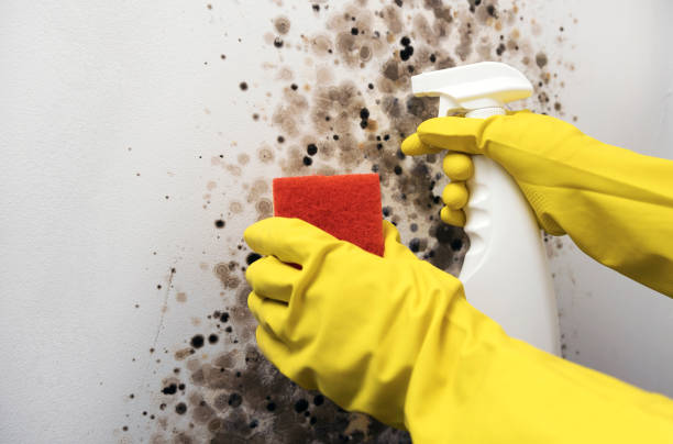 Best Black Mold Remediation in Brownsville, KY