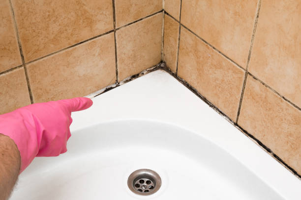 Best Attic Mold Remediation in Brownsville, KY